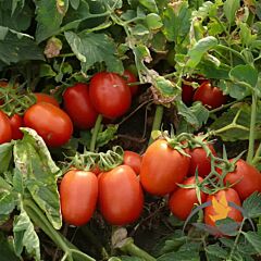 ПЛАТОН F1 / PLATON F1 - семена томата (помидора), Lark Seeds