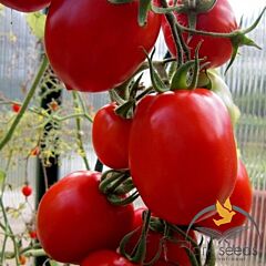 РИО ФУЕГО / RІO FUEGO - семена томата (помидора), Lark Seeds