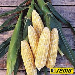 РАМОНДИА F1 / RAMONDIA F1 - семена сахарной кукурузы, Semo