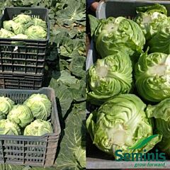 РАПИДИОН F1 / RAPIDION F1 - семена белокачанной капусты, Seminis