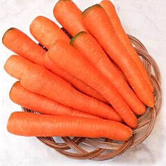 ЧЕРВОНА БОЯРИНЯ / RED BOYARINA - насіння моркви, Satimex