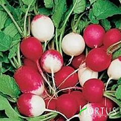 ЧЕРВОНА З БІЛИМ КІНЧИКОМ / RED WITH WHITE TIP - насіння редису, Hortus