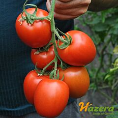 РЕВА F1 / REVA F1 - насіння томата (помідора), Hazera
