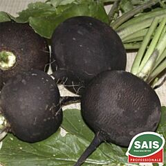 КРУГЛАЯ ЧЕРНАЯ / ROUND BLACK - семена редьки, Sais