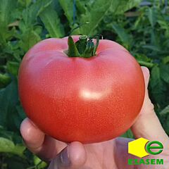 РОЗАЛБА F1 (ТЛ 12774) / ROZALBA F1 (TL 12774) - семена томата (помидора), Esasem