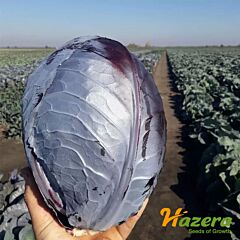 РОЗЕРА F1 / ROZERA F1 - насіння червоноголової капусти, Hazera