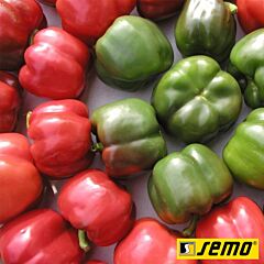 РУБИКА F1 / RUBIKA F1 - семена перца, Semo