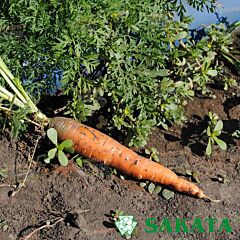 КУРОДА ШАНТАНЕ / KURODA SHANTANE - насіння моркви, Sakata
