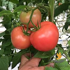 САПФІР (1625) F1 / SAPFIR F1 - насіння томата (помідора), Lark Seeds