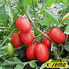 СЕМАЛЕЙТ F1 / SEMALATE F1 - семена томата (помидора), Semo