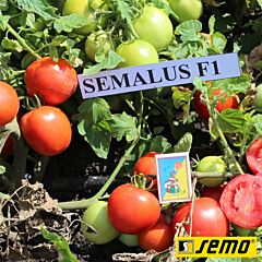 СЕМАЛУС F1 / SEMALUS F1 - семена томата (помидора), Semo