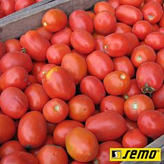 СЕМАРОЛ / SEMAROL - семена томата (помидора), Semo