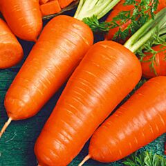 ШАНТАНЕ РЕД КОРЕД / SHANTANE RED KORED - семена моркови, Hazera