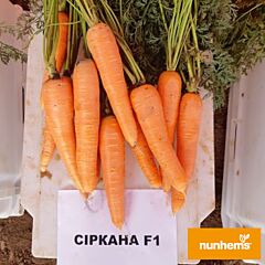 СІРКАНА F1 / SIRKANA F1 - насіння моркви, Nunhems