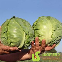 СОЛАРИС F1 / SOLARIS F1 - семена белокачанной капусты, Lucky Seed