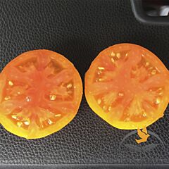 СОЛІДО F1 / SOLIDO F1 - насіння томата (помідора), Lark Seeds