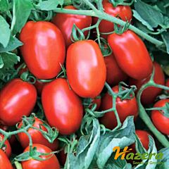 СУРІЯ F1 / SURIIA F1 - насіння томата (помідора), Hazera
