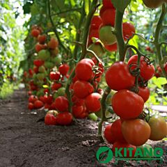 ТАЙЛЕР F1 / TAILER F1 - насіння томата (помідора), Kitano Seeds