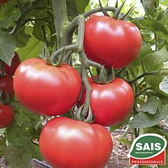 ТАЙП F1 / TIPE F1 - семена томата (помидора), Sais