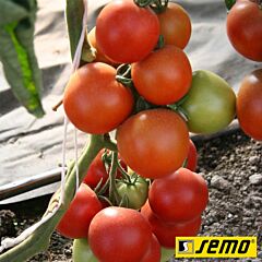 ТИПО F1 / TIPO F1 - семена томата (помидора), Semo