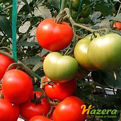 ТОПКАПІ F1 / TOPKAPI F1 - насіння томата (помідора), Hazera