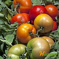 ТРІБЕКА F1 / TRIBEKA F1 - насіння томата (помідора), Hazera