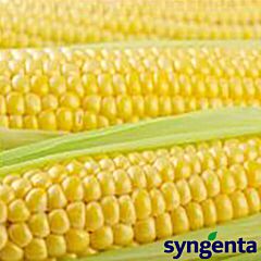 ТУСОН F1 / TUSON F1 - семена сахарной кукурузы, Syngenta