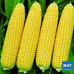 ВЕГА F1 / VEGA F1 - насіння цукрової кукурудзи, May Seeds