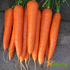 ВОЛКАНО F1 / VOLKANO F1 - насіння моркви, Hazera