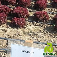 ВІЛБУР F1 / WILBUR F1 - насіння салату, Rijk Zwaan