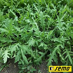 ВАЙЛД РОКЕТ / WILD ROCKET - семена рукколы, Semo