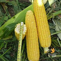 УОКЕР F1 / WOKER F1 - семена сахарной кукурузы, Lark Seeds