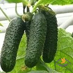 ЗКІ-104 F1 / ZKІ-104 F1 - семена огурца, Spark Seeds