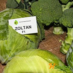 ЗОЛТАН F1 (NiZ 17-1265) / ZOLTAN F1 (NiZ 17-1265) - насіння білоголової капусти, Hazera