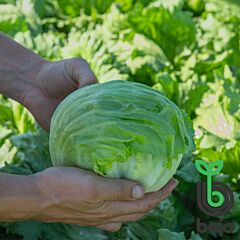 БІЗНЕС / BUSINESS - насіння салату головчастого, Bejo