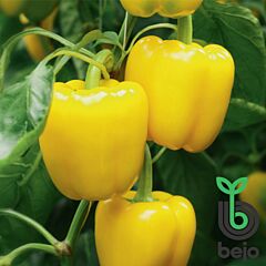 ТУРБІН F1 / TURBINE F1 - насіння солодкого перцю, Bejo