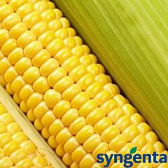 БОСТОН F1 / BOSTON F1 - насіння цукрової кукурудзи, Syngenta