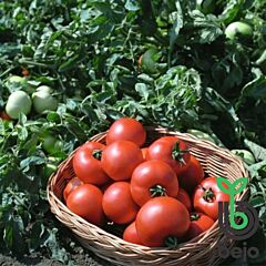 ПОЛБІГ F1 / POLBIG F1 - насіння детермінантного томату, Bejo