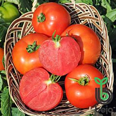 ПОЛФАСТ F1 / POLFAST F1 - насіння детермінантного томату, Bejo