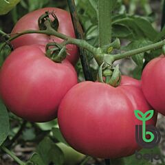 ТОРБЕЙ F1 / TORBAY 	 F1 - насіння детермінантного томату, Bejo