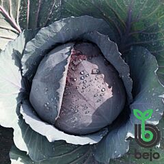 РАНЧЕРО F1 / RANCHERO F1 - семена краснокочанной капусты, Bejo
