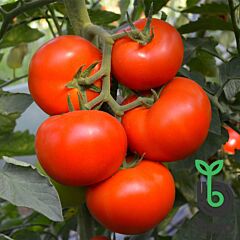 ТОЙВО F1 / TOIVO F1 - насіння індетермінантного томату, Bejo