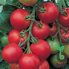 ТОЛСТОЙ F1 / TOLSTOI 		 F1 - насіння індетермінантного томату, Bejo