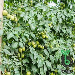 ТОМОКО F1 / TOMOKO 		 F1 - насіння індетермінантного томату, Bejo