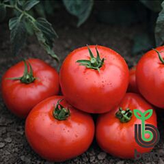 ТОМСК F1 / TOMSK F1 - насіння детермінантного томату, Bejo