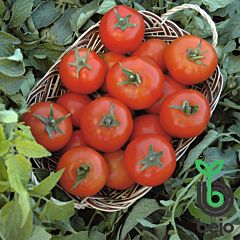 ТОПСПОРТ F1 / TOPSPORT F1 - насіння детермінантного томату, Bejo