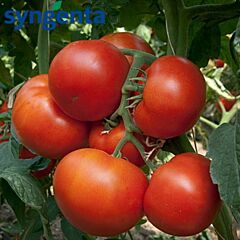 ПАНЕКРА F1 / PANEKRA F1 - насіння індетермінантного томату, Syngenta
