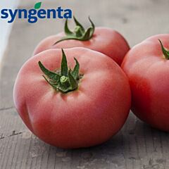ЛАДЖЕНДА F1 / LAGENDA F1 - семена индетерминантного томата, Syngenta