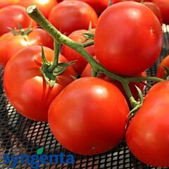 ФАНТАСТІНА F1 / FANTASTINA F1 - насіння індетермінантного томату, Syngenta