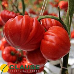 САРРА F1 / SARRA F1 - насіння індетермінантного томату, Clause